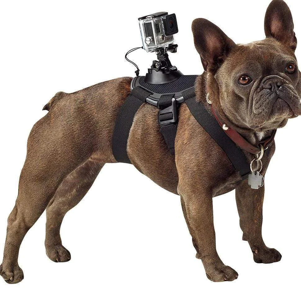 Dog Harness with GoPro Mount