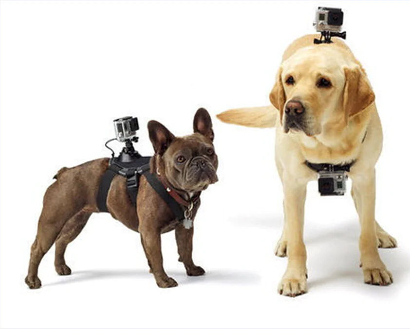 Dog Harness with GoPro Mount