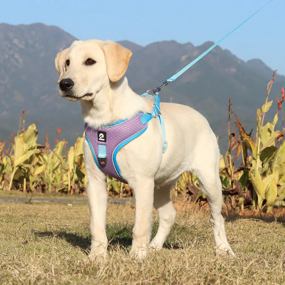 Adjustable Breathable Pet Harness with Leash